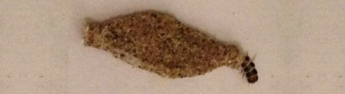 Traças no Guarda-Roupa? Veja o que fazer! 24 HORAS